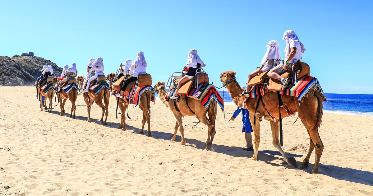 Cabo San Lucas: Camel Riding Experience with Snacks | GetYourGuide