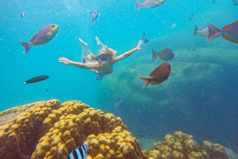 Koh Tao: Snorkeling Tour, Small-Group with Lunch & Transfer