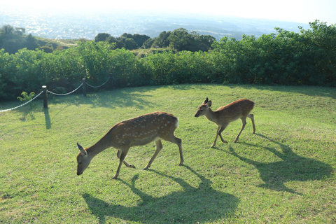 Nara: Hike Mt. Wakakusa and Encounter Wild Free-Roaming Deer