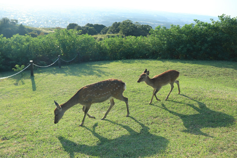 Nara: Hike Mt. Wakakusa and Encounter Wild Free-Roaming Deer