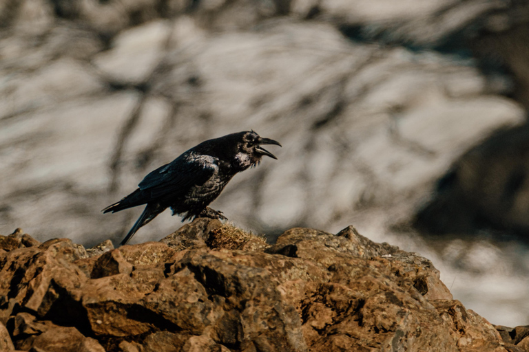 Reykjavik: South Coast Private Day Tour & a Polaroid Photo