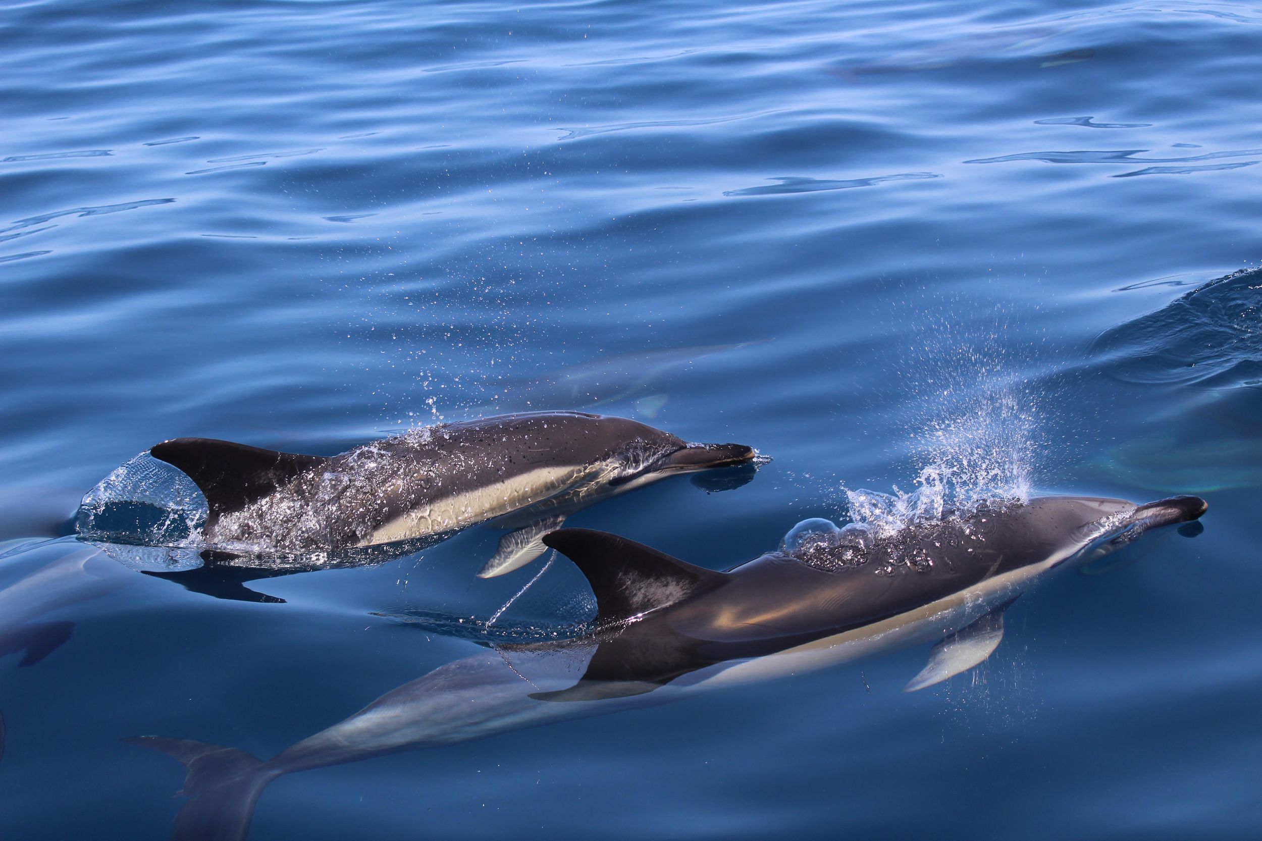Delfinbeobachtungs-Safari mit Biologen als Guide