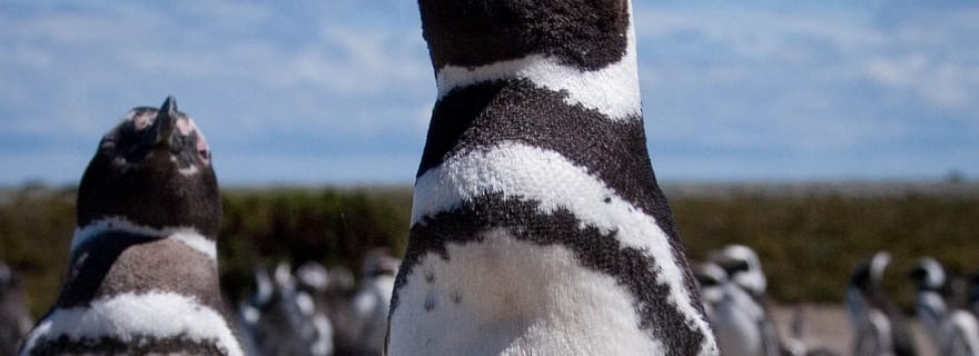 Cabo Vírgenes, visite d'une journée complète aux confins de la Patagonie