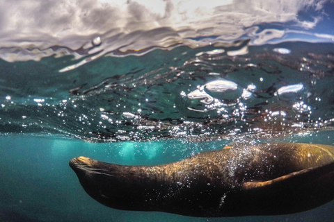 Santa Cruz : visite d&#039;une demi-journée de la baie avec plongée avec tuba et Grietas