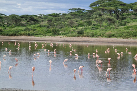 Vanuit Arusha: De 4-daagse safari-expeditie naar Tarangire &amp; Ndutu