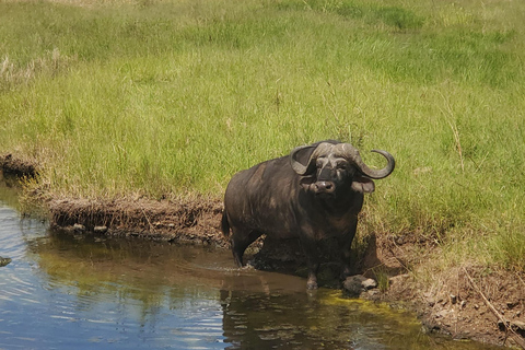 Nairobi National Park: Game Drive Tour Nairobi National Park: Game Drive Tour