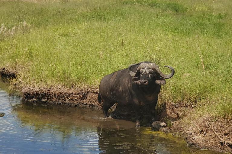 Nairobi National Park: Game Drive Tour Nairobi National Park: Game Drive Tour