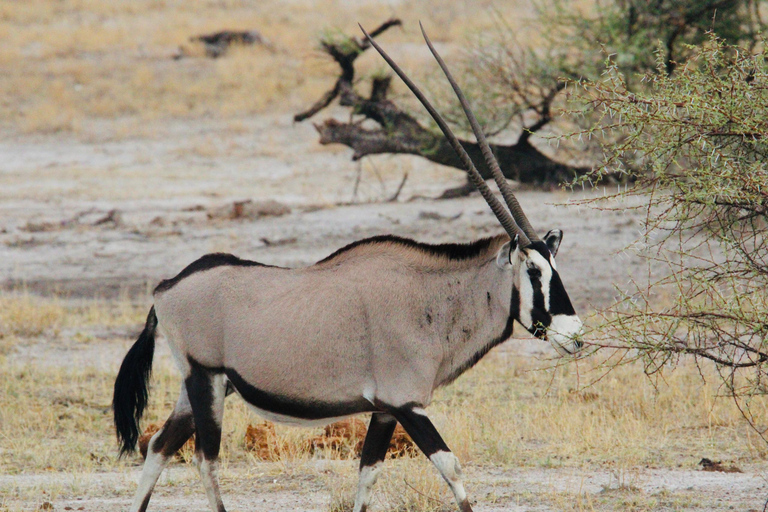 Windhoek: 3-Day Guided Safari in Etosha with Lodge