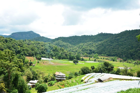 Vandring i Doi Inthanon nationalpark &amp; vandring på Pha Dok Siew Trail