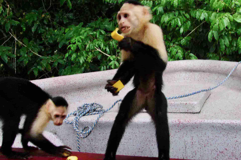 Panamá: Excursión a la Isla de los Monos, el Santuario de los Perezosos y el Lago Gatún