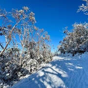 Melbourne: Mount Baw Baw Private Snow Tour with Guide