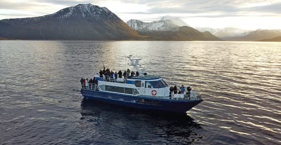 Tromsø Whale & Orca Safari – All-Inclusive (Max 50 pax)