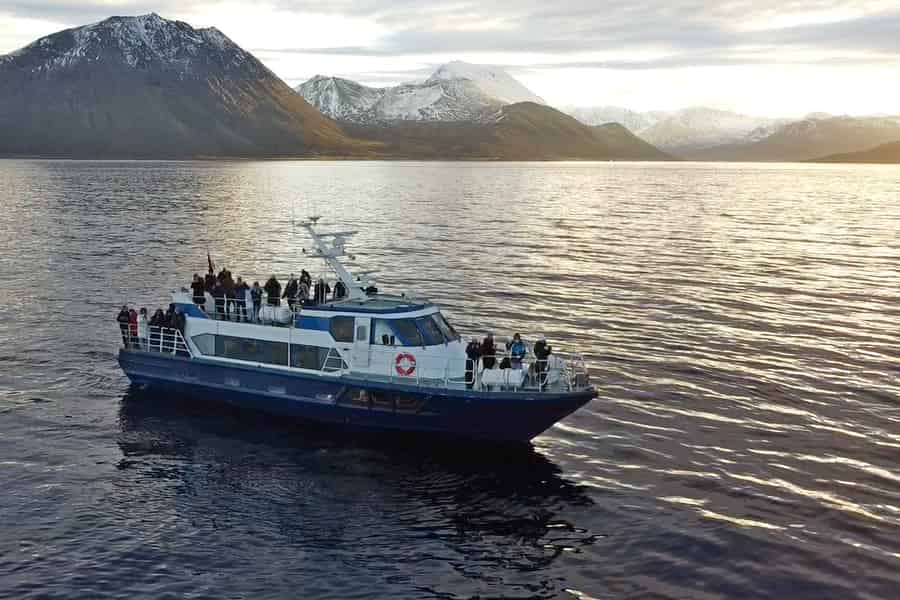 Ab Tromsø: Wal- und Orca-Safari mit Mittagessen. Foto: GetYourGuide