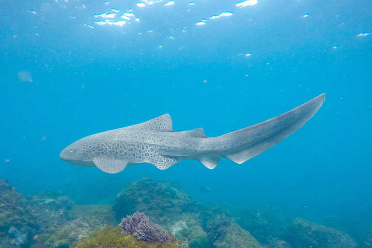 Gold Coast: Whales, Dolphins & Snorkelling with Turtles