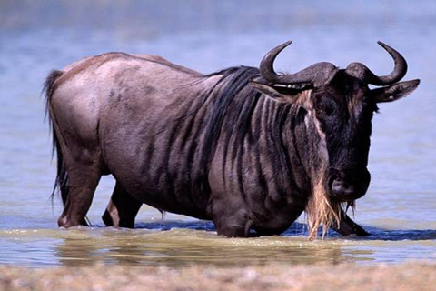 Nairobi: Lake Magadi 2-Day Safari with Hike & Hot Springs
