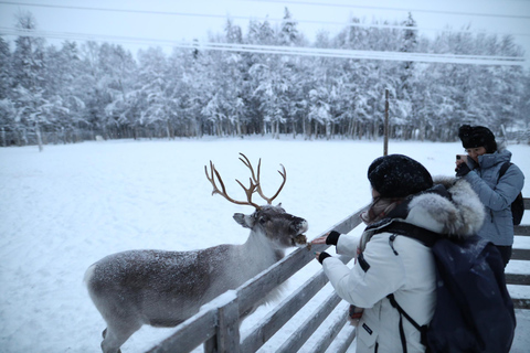 Full day: Reindeer Farm, Santa Claus Village & Husky Park