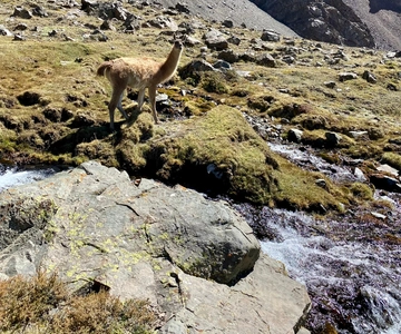 Cordão do Prata: Trekking ao Cerro Lomas Blancas 3600 msnm