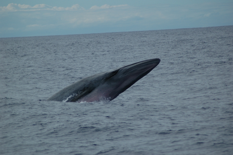 Funchal: Catamaran Dolphin and Whale Watching