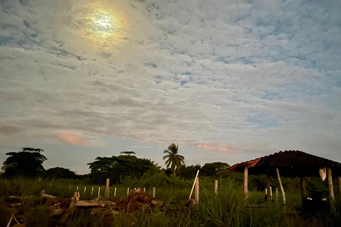 Isla Cañas: Newborn Turtle Release Tour with Breakfast