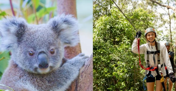 Currumbin Wildlife Sanctuary & High Ropes and Ziplines