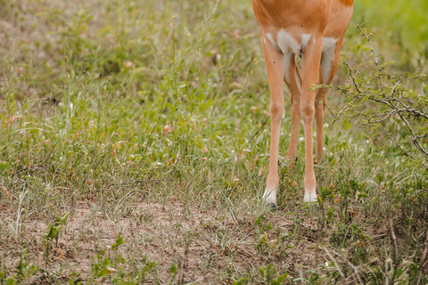 Ruanda: ¡un safari por el Parque Nacional de Akagera!Ruanda: safaris, senderismo con gorilas y chimpancés