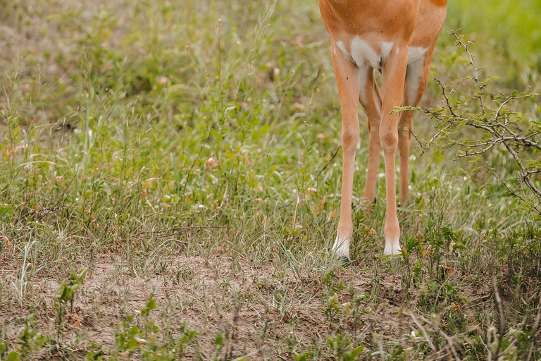 Rwanda: Safari w Parku Narodowym AkageraRwanda: safari, trekking z gorylami i szympansami
