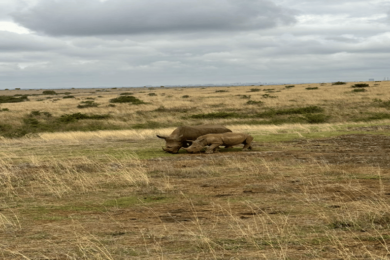 Parco Nazionale di Nairobi Game Drive