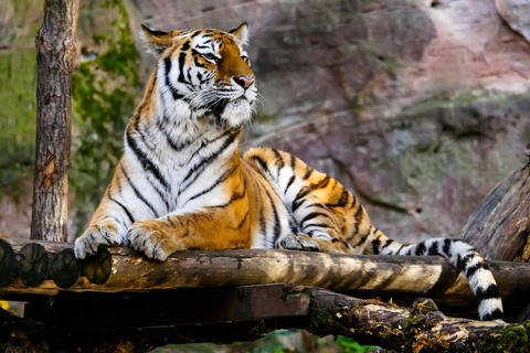 Från Jaipur: Ranthambore Tiger Safari dagsutflykt