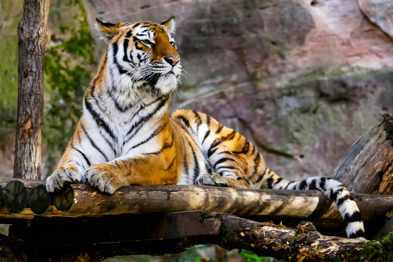 Från Jaipur: Ranthambore Tiger Safari dagsutflykt