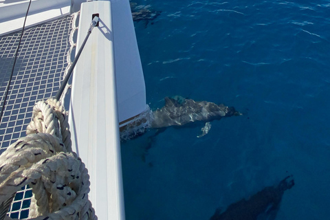 Luxury Private Catamaran to Île aux Benitiers