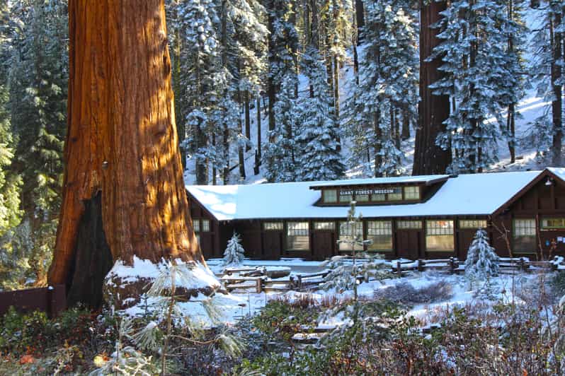 Národní park Sequoia: Pěší túra obřím lesem s přírodovědcem