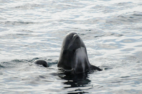 Andenes: Responsible Whale Watching with Classic Catamaran