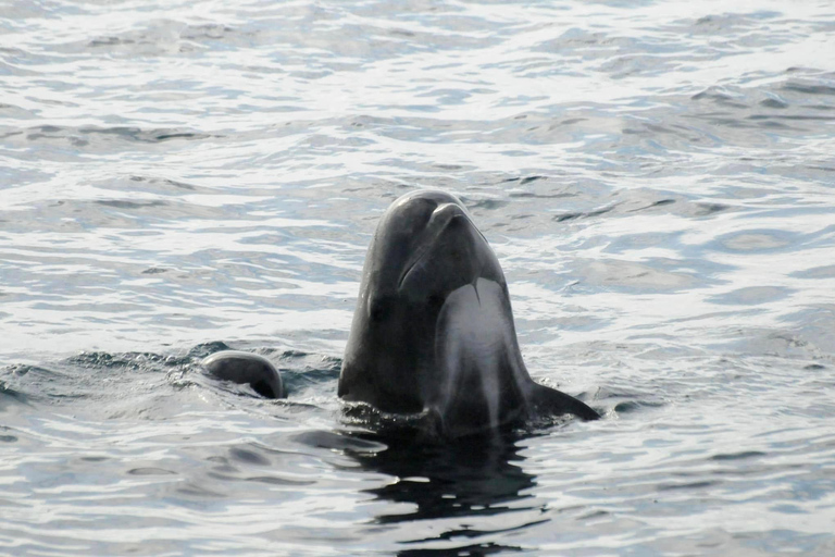Andenes: Responsible Whale Watching with Classic Catamaran