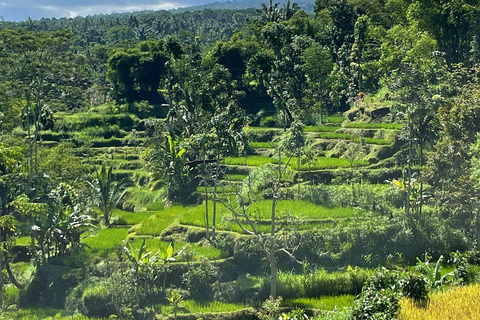 特特巴图：瀑布、香料、梯田、猴子森林特特巴图之旅、香料、瀑布、梯田、猴林