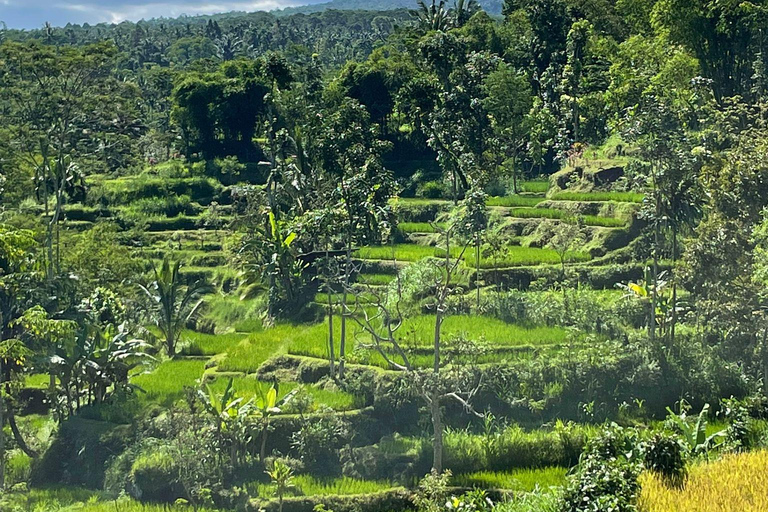 特特巴图：瀑布、香料、梯田、猴子森林特特巴图之旅、香料、瀑布、梯田、猴林