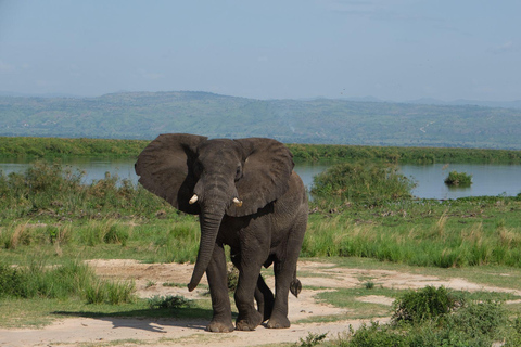 Kigali: 4-Day Gorilla, Wildlife, and Chimpanzee Trekking