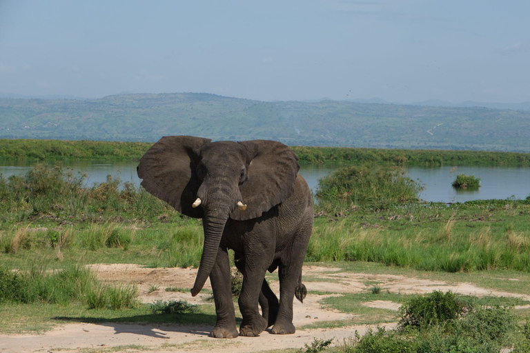 Kigali: 4-Day Gorilla, Wildlife, and Chimpanzee Trekking