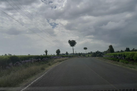 Limuru: E-Bike Ride Through Tea Plantations Limuru: Tea Farms E-Bike riding & sky cycling