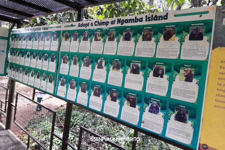 Ngamba Island Chimpanzee Sanctuary Tour
