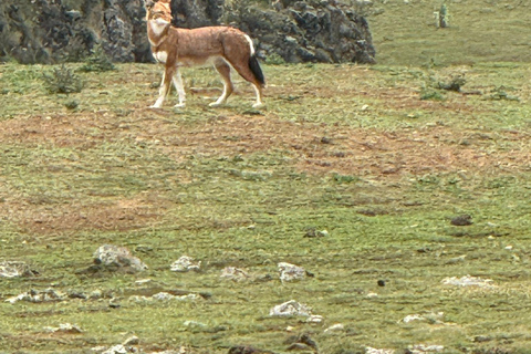 Addis Ababa: 7-Day Bale Mountains and Sof Omar Cave Tour
