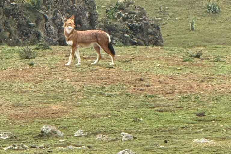 Addis Ababa: 7-Day Bale Mountains and Sof Omar Cave Tour