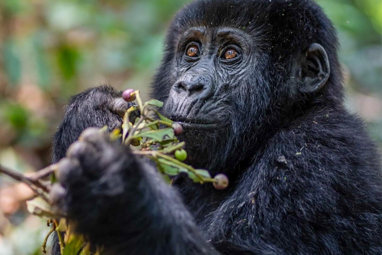 4-Day Gorillas and Golden Monkeys Safari Rwanda to Uganda