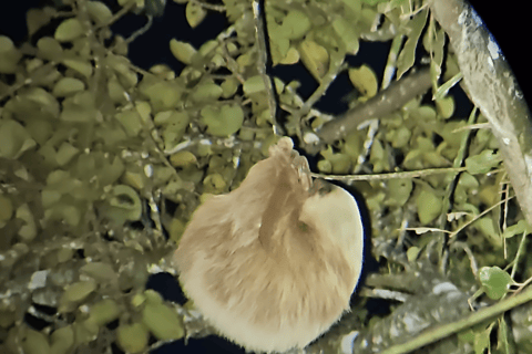 Monteverde: Cloud Forest Night Tour with Pablo