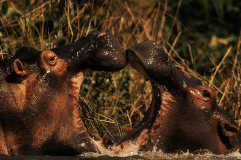 8-Day Zambia and Zimbabwe Safari Tour with Transfers