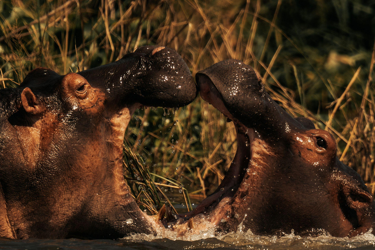 8-Day Zambia and Zimbabwe Safari Tour with Transfers