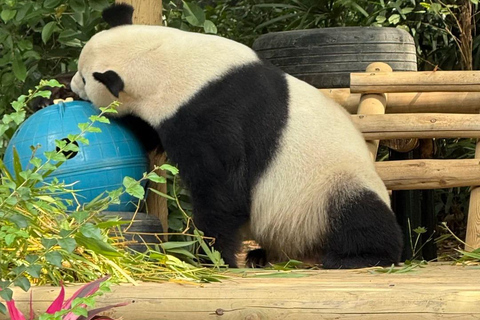 Shenzhen: Giant Panda Encounter and Safari Park