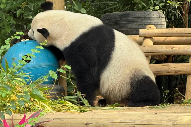 Shenzhen: Giant Panda Encounter and Safari Park