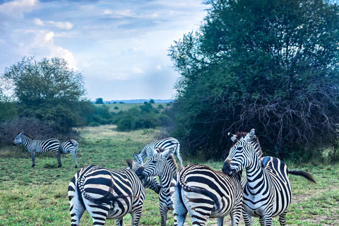 Nairobi: Lake Nakuru National Park Safari with Lunch