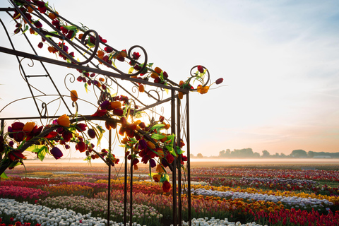 Tulip Experience and Tulip Fields Tour from Amsterdam