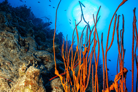 Sharm El-Sheikh: Beach Day & Intro Scuba Diving